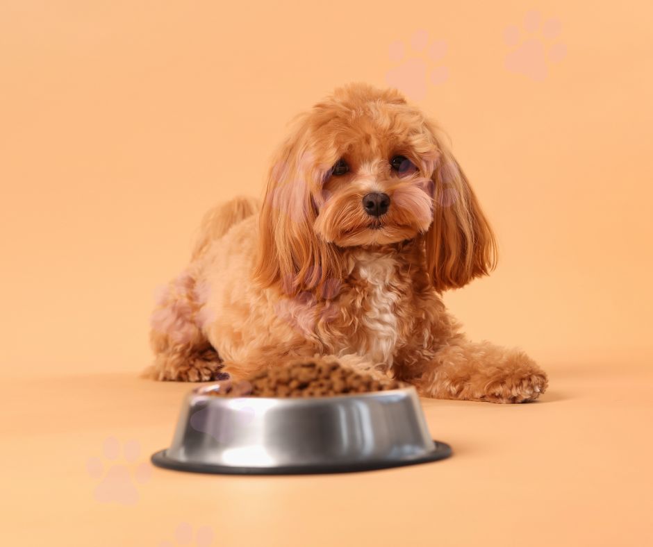 Why Dogs Need Supplements in Their Diets